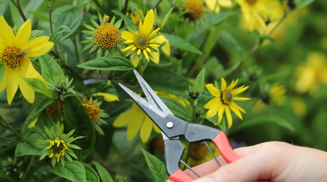 Gardening – Frankie's Studio