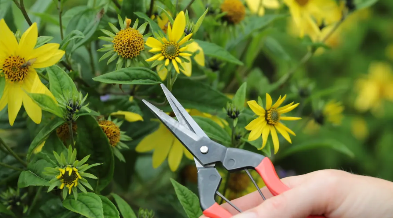 Niwaki Garden Snips